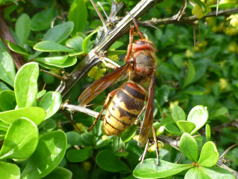 Prachtvolles Insekt: Eine Hornisse in einem Berberitzenbusch im Garten der Steinbock-Ferienwohnungen.