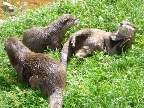 Keine Vögel, aber trotzdem possierlich: Fischotter warten auf die Fütterung.