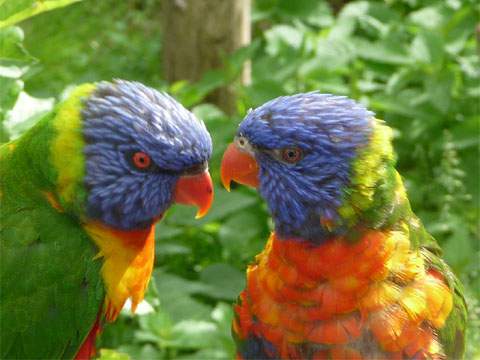 Betteln und Balz: Loris im Vogelpark Marlow.