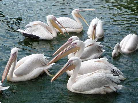 Pelkina im Vogelpark Marlow: Interessante Vögel in einer gepflegten Anlage.