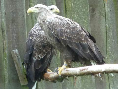 Unter normalen Bedingungen gelangt man kaum so nahe an Seeadler, wie im Vogelpark.