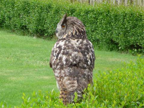 Prachtvolle Greifvögel bei der "Flugshow" sehen: Uhu im Vogelpark Marlow.