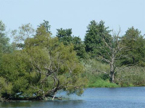 Uferlandschaft an der Peene: Auf 104 schiffbaren Kilometern bietet sich eine abwechslungsreiche Natur.