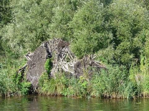 Europäischer Urwald: Reiche Vegetation am Ufer der Peene, dem "Amazonas des Nordens".
