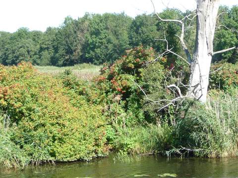 Peenetal - ein einzigartiges Biotop: Vielfältige Flora am Peeneufer.