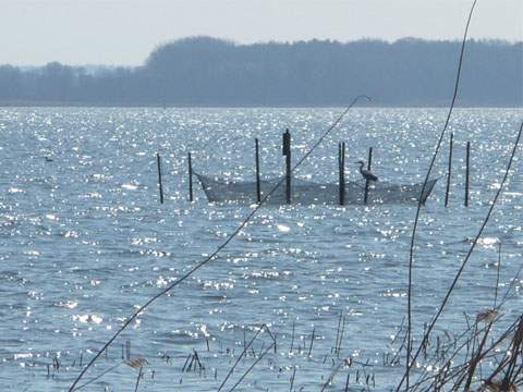 Reusenfischerei im Achterwasser: Ein Reiher schaut sich nach einem bequemen Zubrot um.