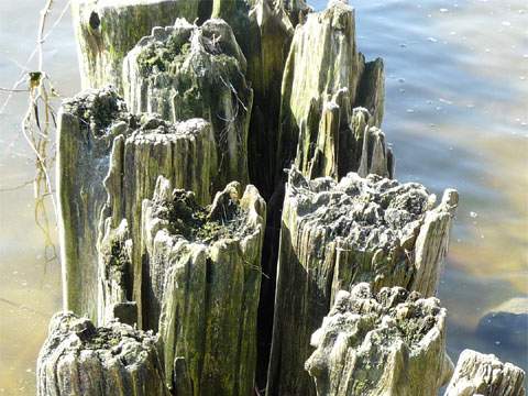 Ob Ostsee oder Boddengewässer: Buhnen trifft man an vielen Stellen Usedoms an.