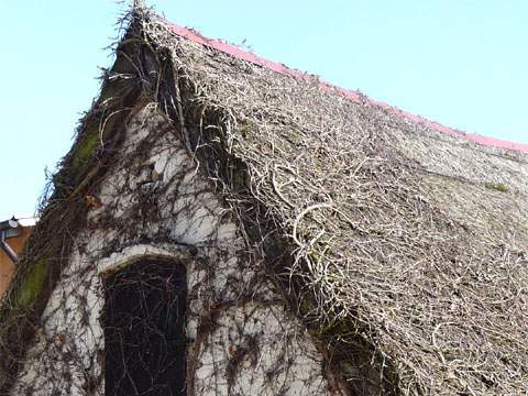 Authentischer Usedomer Charme: Das Bauern- und Fischerdorf Kamminke am Stettiner Haff.