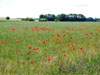 Klatschmohn: Bunte Wiese im Hinterland.