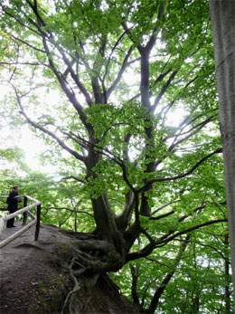 Steilufer: Alte Buche am Türkiessee bei Kalkofen auf der Insel Wollin.